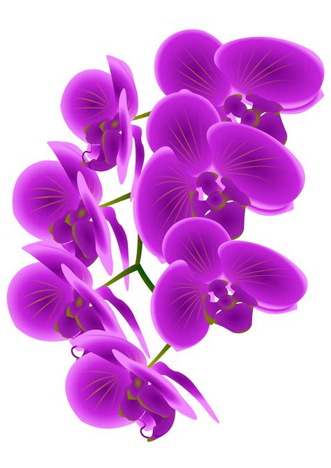 Download Orchid Svg For Free Designlooter 2020 👨‍🎨