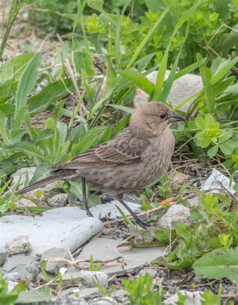 Small Migratory Bird Quiz Questions Miles Hearn