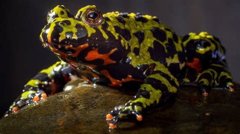 Fire Bellied Toad Care Sheet And Pet Guide Frog Pets