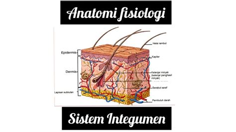 45 Anatomi Fisiologi Sistem Integumen Sin