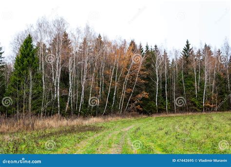 Late Autumn In Pine Forest Open Field Stock Photo Image 47442695
