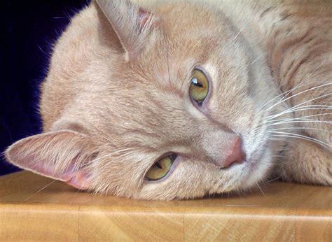 Is a low carb cat food best for a diabetic cat? Feline Diabetes Symptoms