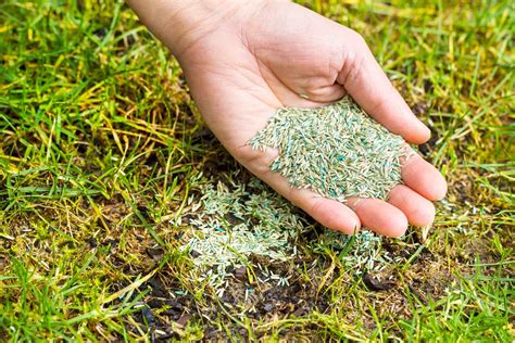 How To Plant Bermuda Grass Seeds Chicago Land Gardening