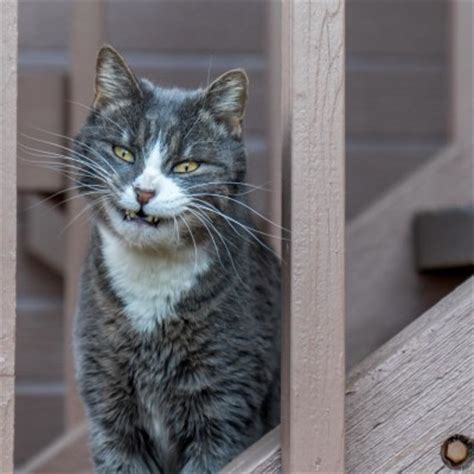 Looking for the best wallpapers? Daily murk.in:jection of cats · Scary cats