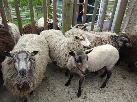Gimmer Ewes And Ewes With Lambs For Sale Shetland Sheep Society