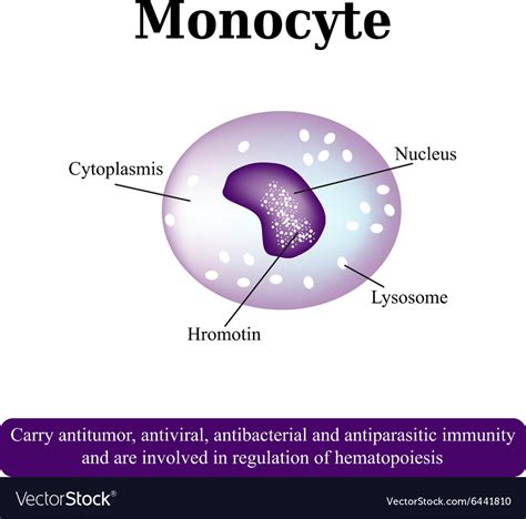 อัลบั้ม 105 ภาพพื้นหลัง Monocyte คือค่าอะไร ครบถ้วน