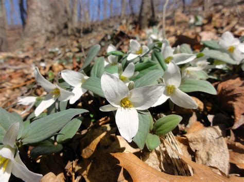 Spring Wildflowers Western Pennsylvania Conservancy