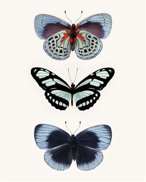 Three Blue Butterflies Photo Fine Art Print By Allison