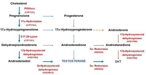 Figure 3 Biosynthetic Pathways For Testosterone And Endotext Ncbi Bookshelf