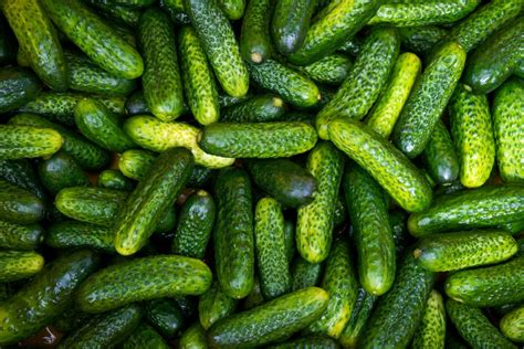 Gherkins Pickled Cucumbers With A Fancy Name Recette Magazine