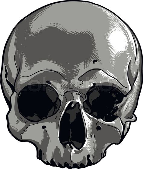 Human Skull Stock Vector Colourbox