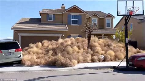 tumbleweeds bury homes in california and utah daily mail online