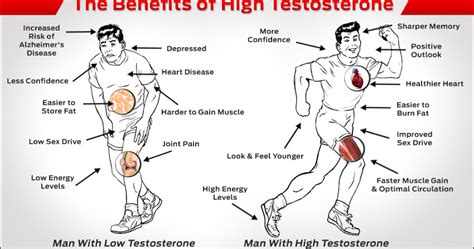 Foods That Help To Increase Testosterone Quickly And Naturally Bodydulding