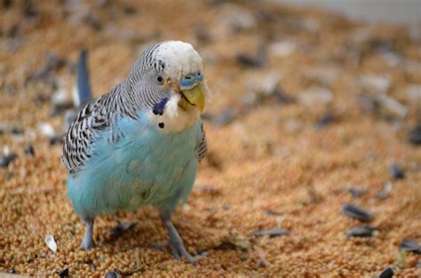 Blue Budgie Free Stock Photo Public Domain Pictures
