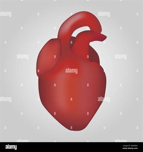 Heart Of Human Cardiovascular System Realistic Design Isolated