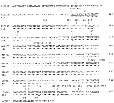 Sequences Of Its1 58s Rrna Gene And Its2 Of H Capsulatum U18363 Is