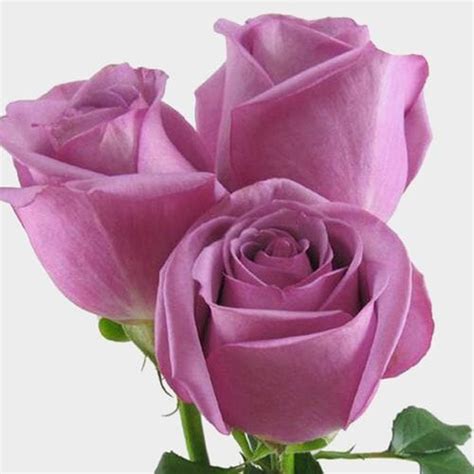 Rose Cool Water Lavender 40cm Wholesale Blooms By The Box