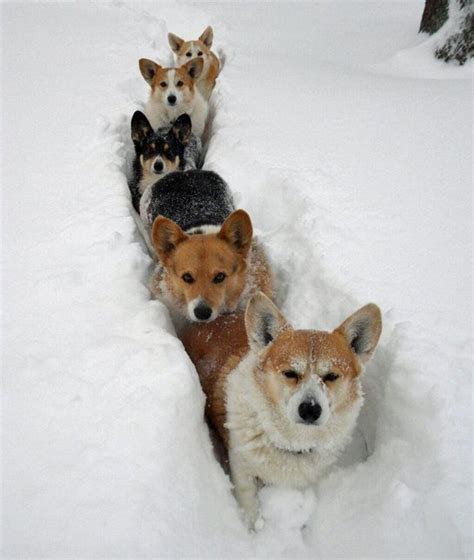 11 Funny Dogs Stuck In The Snow