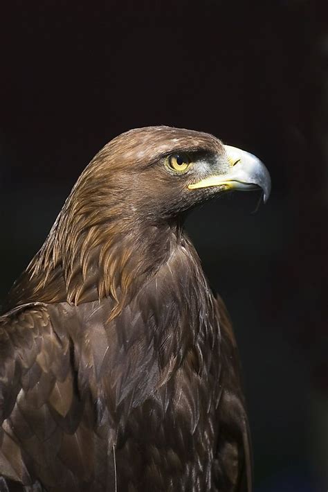 Golden Eagle Facts Animals Of North America Worldatlas