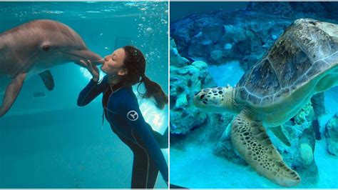 Clearwater Marine Aquarium Has Live Cams So You Can Go Under The Sea From Home Narcity