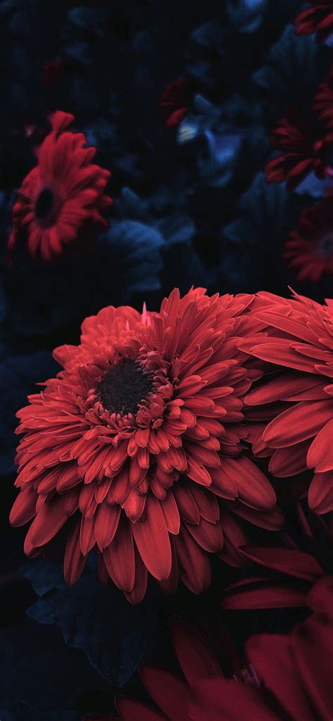Red Flower For Iphone X Ioswall Red Flower Wallpaper Flower Iphone