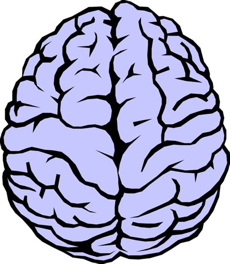 Brain Vector Png Brain Vector Png Transparent Free For Download On