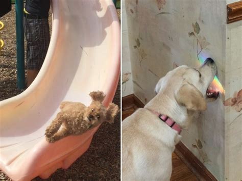 Funny Dog Fails That Will Make You Feel Bad For Laughing 16 Pics