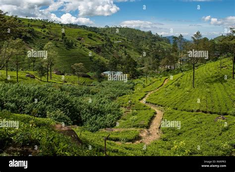 Tea Plantation Near Nuwara Eliya Sri Lanka Stock Photo Alamy