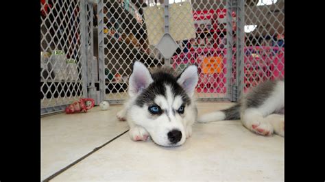As with most large breed pups he will require a. Siberian Husky, Puppies, Dogs, For Sale, In Tucson ...