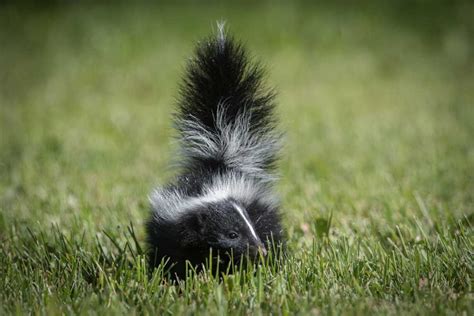 How long does professional pest control last. How Long Does A Skunk Smell Last? | Elite Pest Control