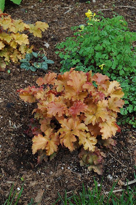 When it emerges, the plant resembles a mass of the most perfect fall foliage you've ever seen. Amber Waves Coral Bells (Heuchera 'Amber Waves') in ...