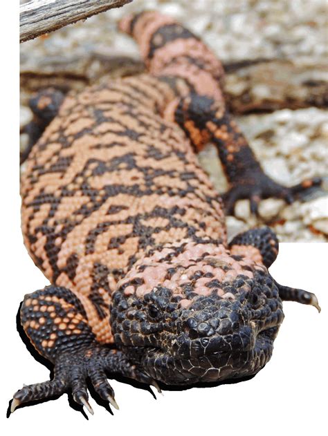 They typically grow to around 20 inches (50 centimeters) and weigh around 4 lbs. Gila Monster Project - Saguaro National Park (U.S ...