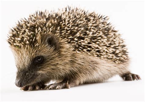 820860 Hedgehogs Closeup White Background Rare Gallery Hd Wallpapers