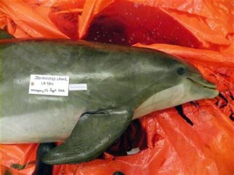 Violent Dolphin Deaths In Gulf Of Mexico Under Investigation By Noaa
