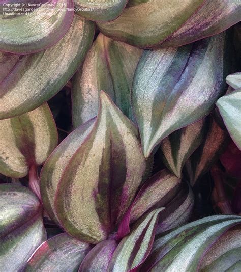 Plant Identification Closed Vine With Purplegraygreen Striped