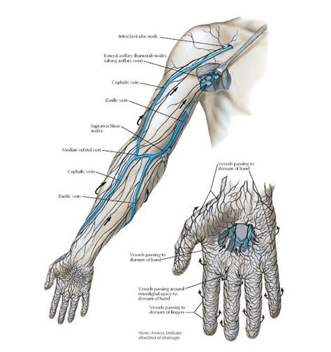 Lymph Vessels And Nodes Of Upper Limb Anatomy