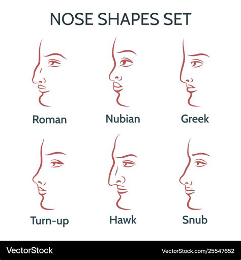 Drawing Different Nose Shapes Plumlery