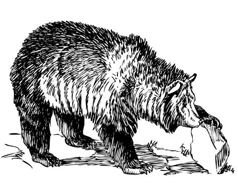 Grizzly Bear Illustration Clipart Free Stock Photo Public Domain Pictures