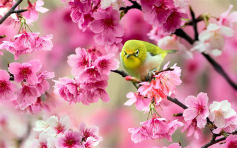 Birds Animals Pink Flowers Blossoms Wallpapers Hd Desktop And