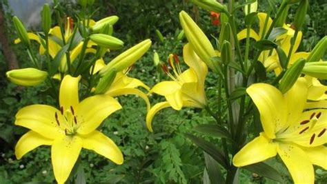 Common Lily Varieties Rayagarden