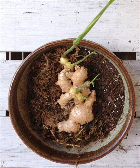 How To Grow Ginger In Pot Growing Ginger Indoors