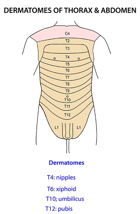 Instant Anatomy Abdomen Nerves Dermatomes In Abdomen
