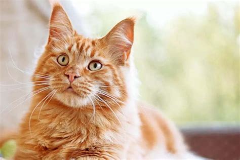 25 Orange Cat Breeds And Patterns With Stunning Pics Cat World