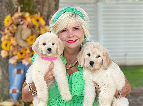 Blog - Teddy Bear Golden Doodles