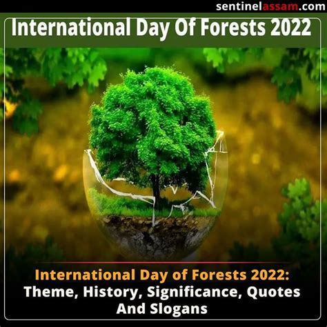 International Day Of Forests 2022 Theme History Significance Quotes