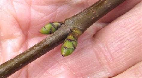 Buds Tree Guide Uk Identifying Trees In Winter By Buds