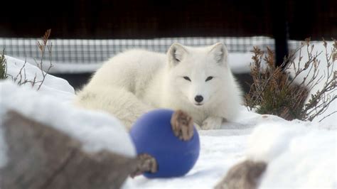 Creature Feature Arctic Fox Assiniboine Park Conservancy