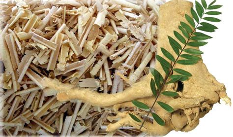 Tongkat ali, also known as eurycoma longifolia or malaysian ginseng, is a plant from southeast asia which is used to increase libido. Tongkat Ali Benefits - Coffee Omega