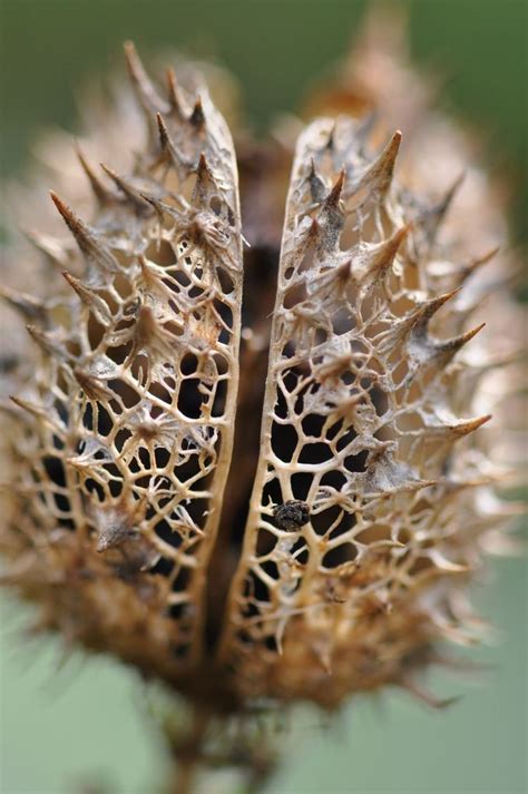 38 Best Seed Pods Images On Pinterest Seed Pods Seeds And Botany