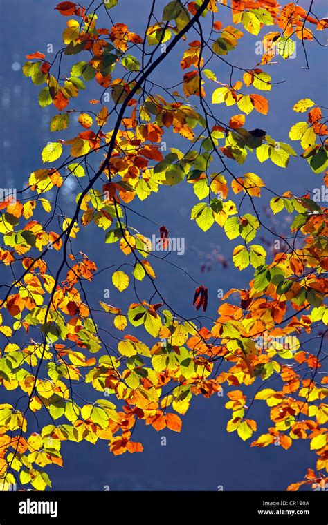 Autumn Coloured Leaves European Beech Fagus Sylvatica Stock Photo Alamy